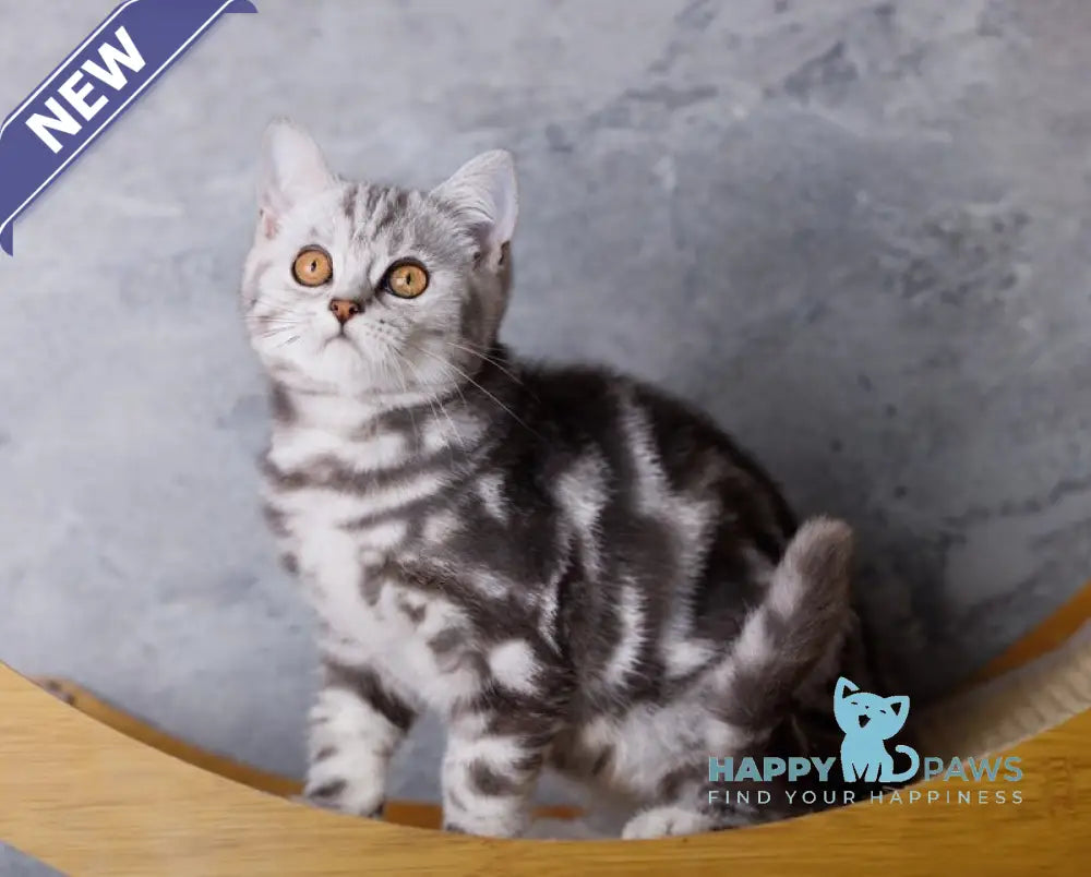 Quenzo Scottish Straight male black silver tabby live animals