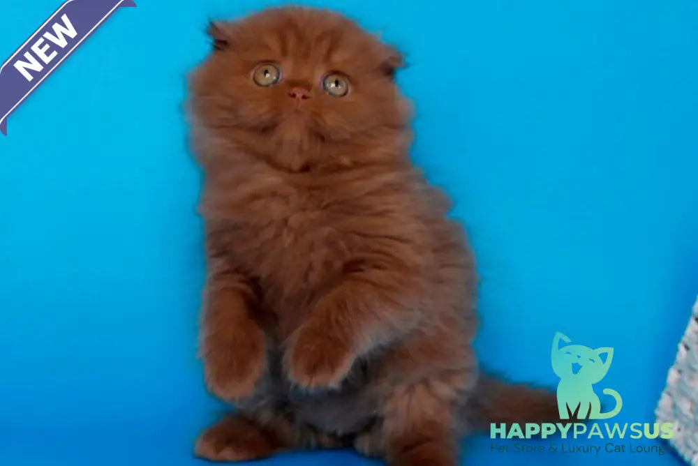 Quesa British Longhair female cinnamon - live animals