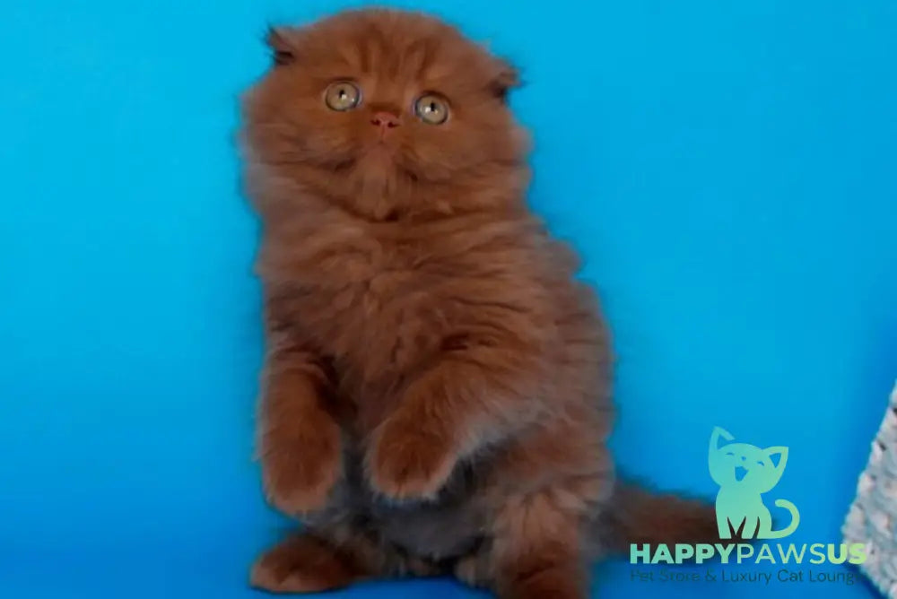 Quesa British Longhair female cinnamon - live animals