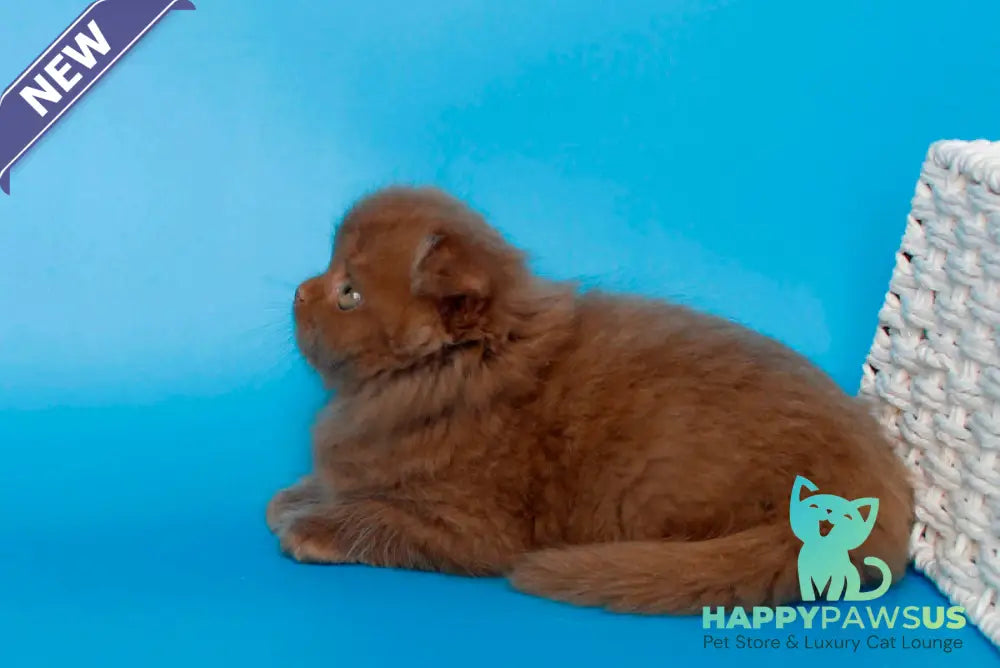 Quesa British Longhair female cinnamon - live animals
