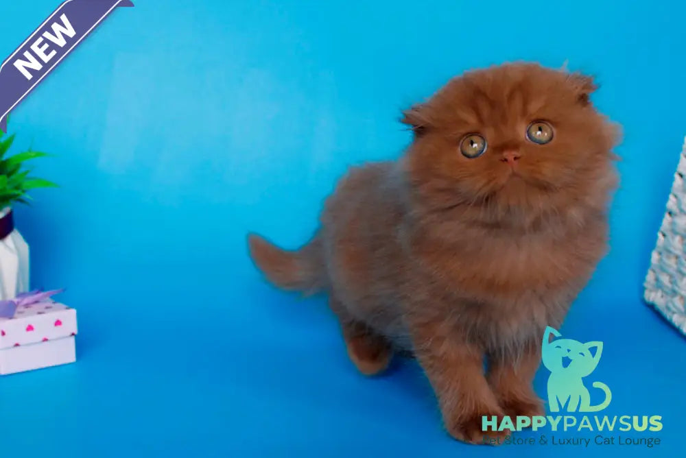 Quesa British Longhair female cinnamon - live animals