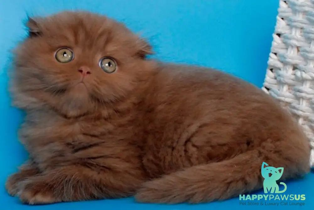 Quesa British Longhair female cinnamon - live animals