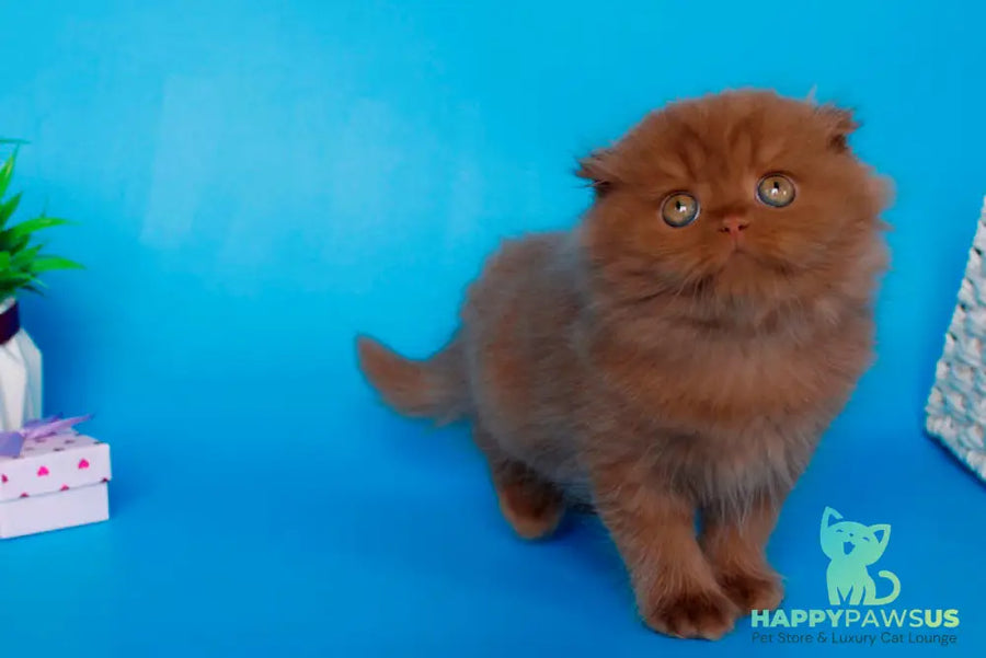 Quesa British Longhair female cinnamon - live animals