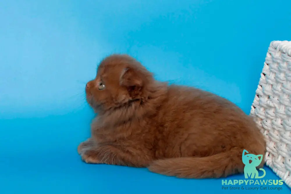 Quesa British Longhair female cinnamon - live animals
