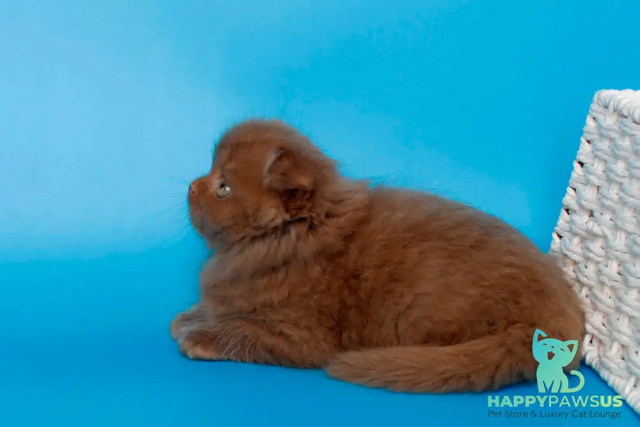 Quesa British Longhair female cinnamon - live animals