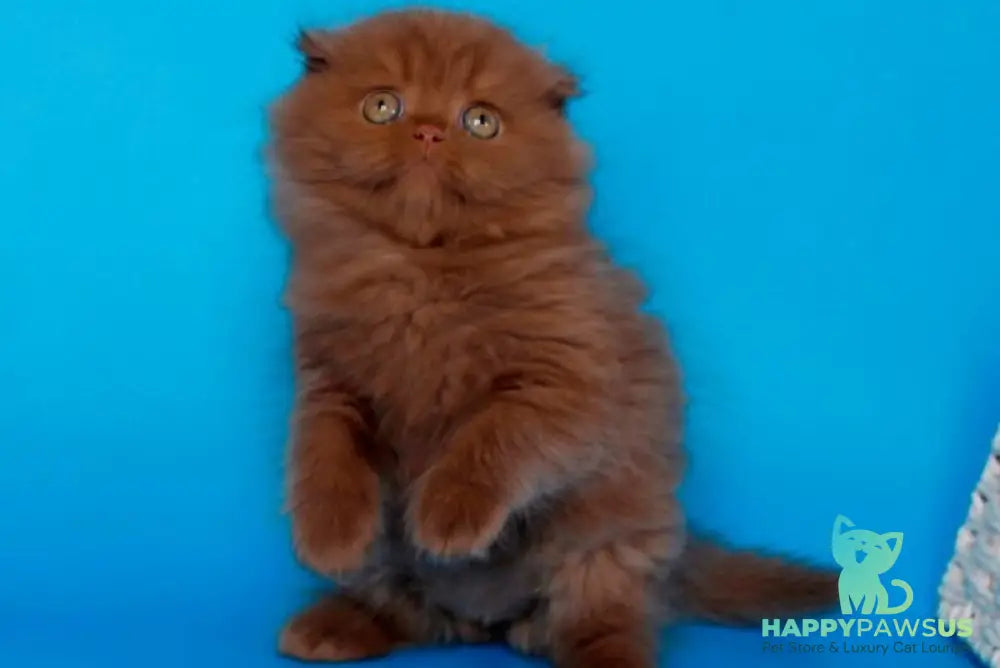 Quesa British Longhair female cinnamon - live animals