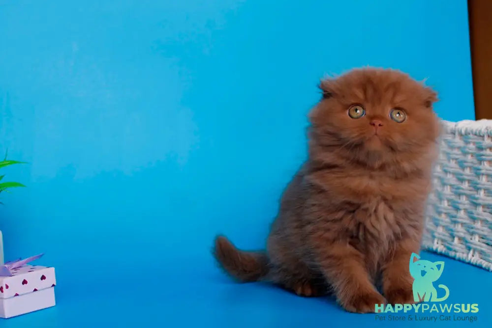 Quesa British Longhair female cinnamon - live animals