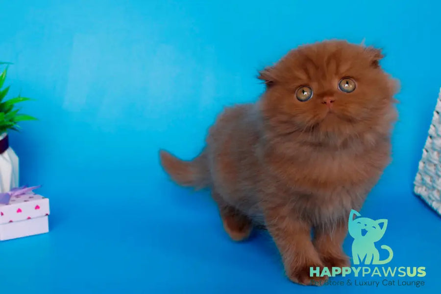 Quesa British Longhair female cinnamon - live animals
