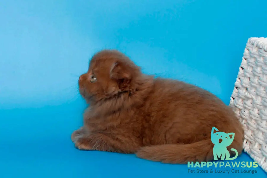 Quesa British Longhair female cinnamon - live animals
