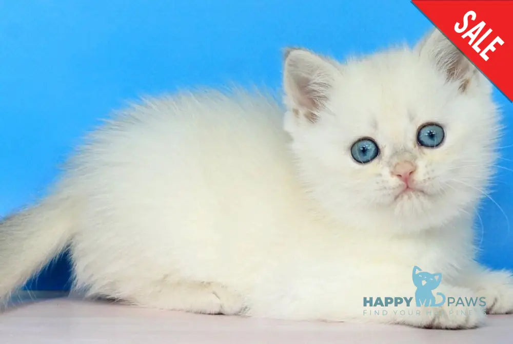 Quest British Shorthair male blue golden shaded pointed - live animals