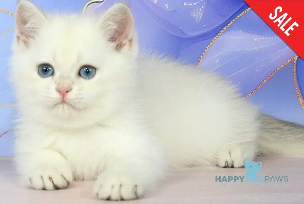 Quest British Shorthair male blue golden shaded pointed - live animals