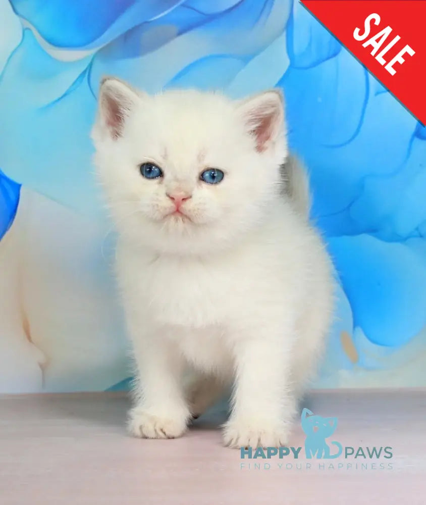 Quest British Shorthair male blue golden shaded pointed - live animals