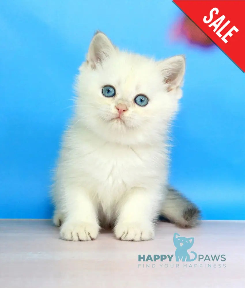 Quest British Shorthair male blue golden shaded pointed - live animals