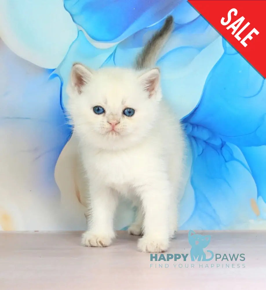 Quest British Shorthair male blue golden shaded pointed - live animals