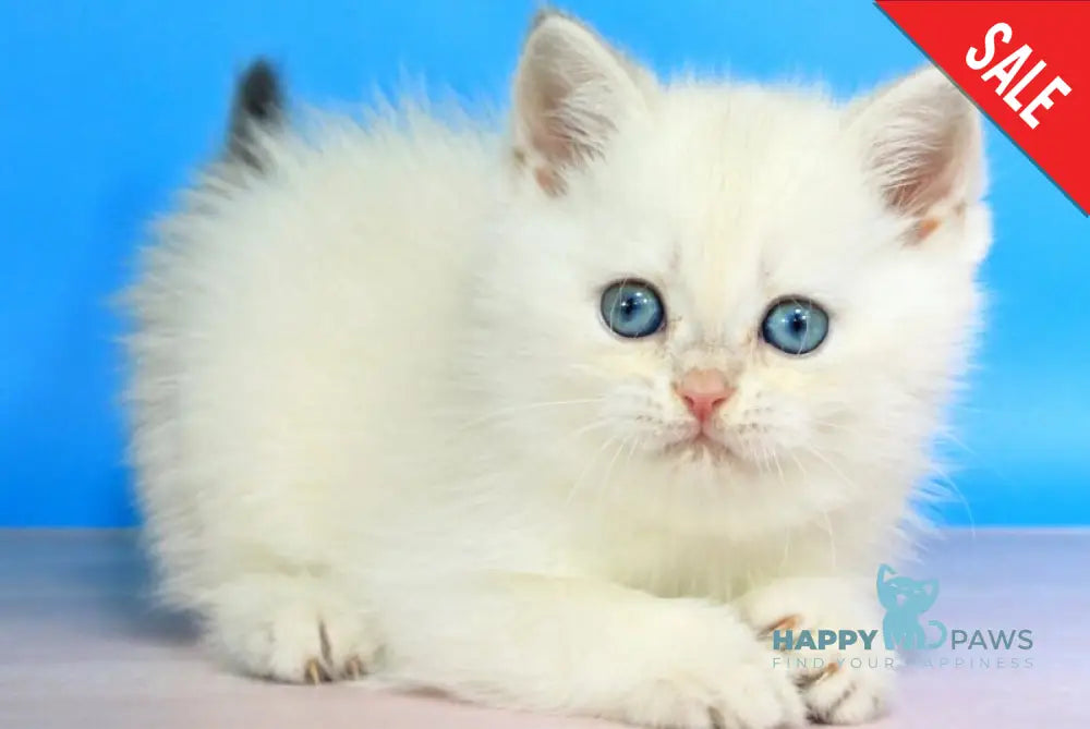 Quest British Shorthair male blue golden shaded pointed - live animals