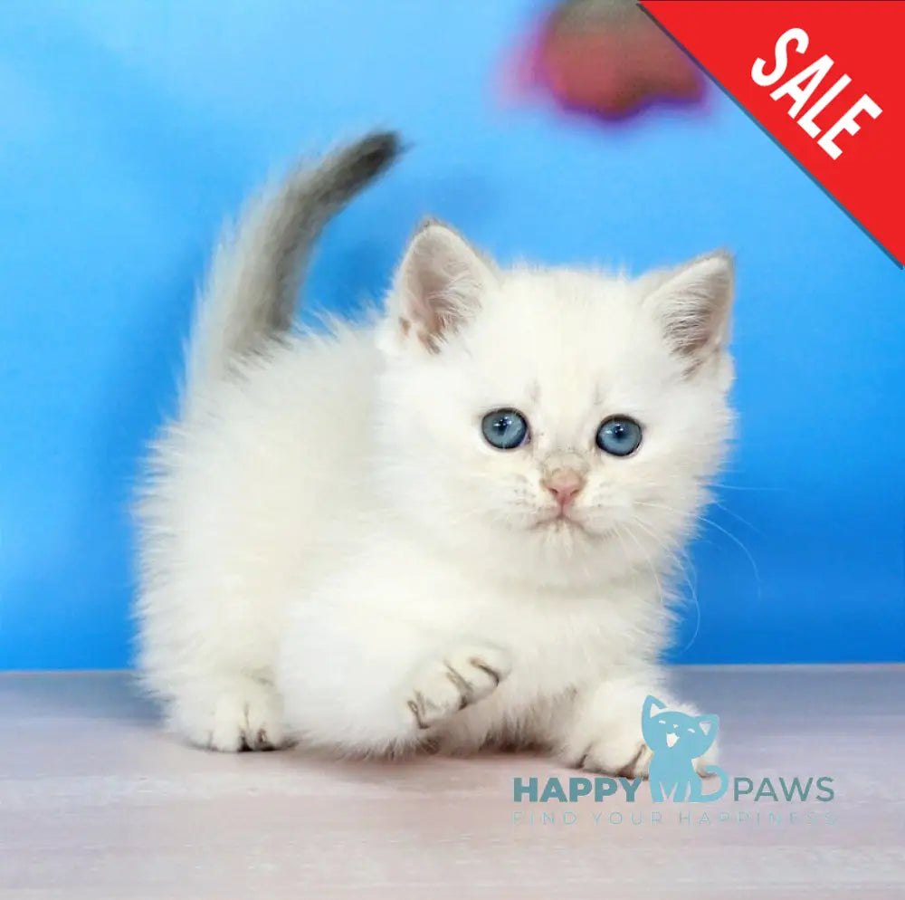 Quest British Shorthair male blue golden shaded pointed - live animals