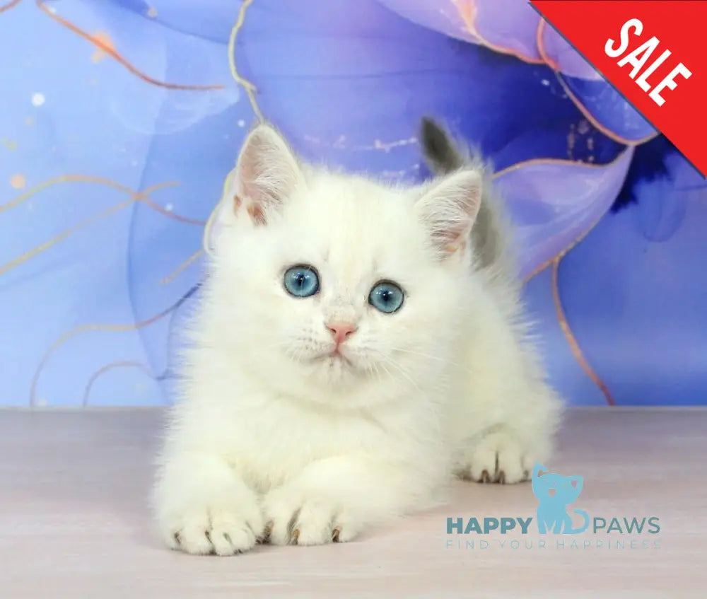 Quest British Shorthair male blue golden shaded pointed - live animals