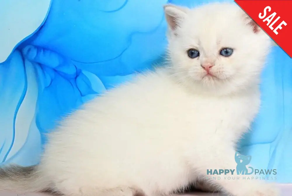Quest British Shorthair male blue golden shaded pointed - live animals