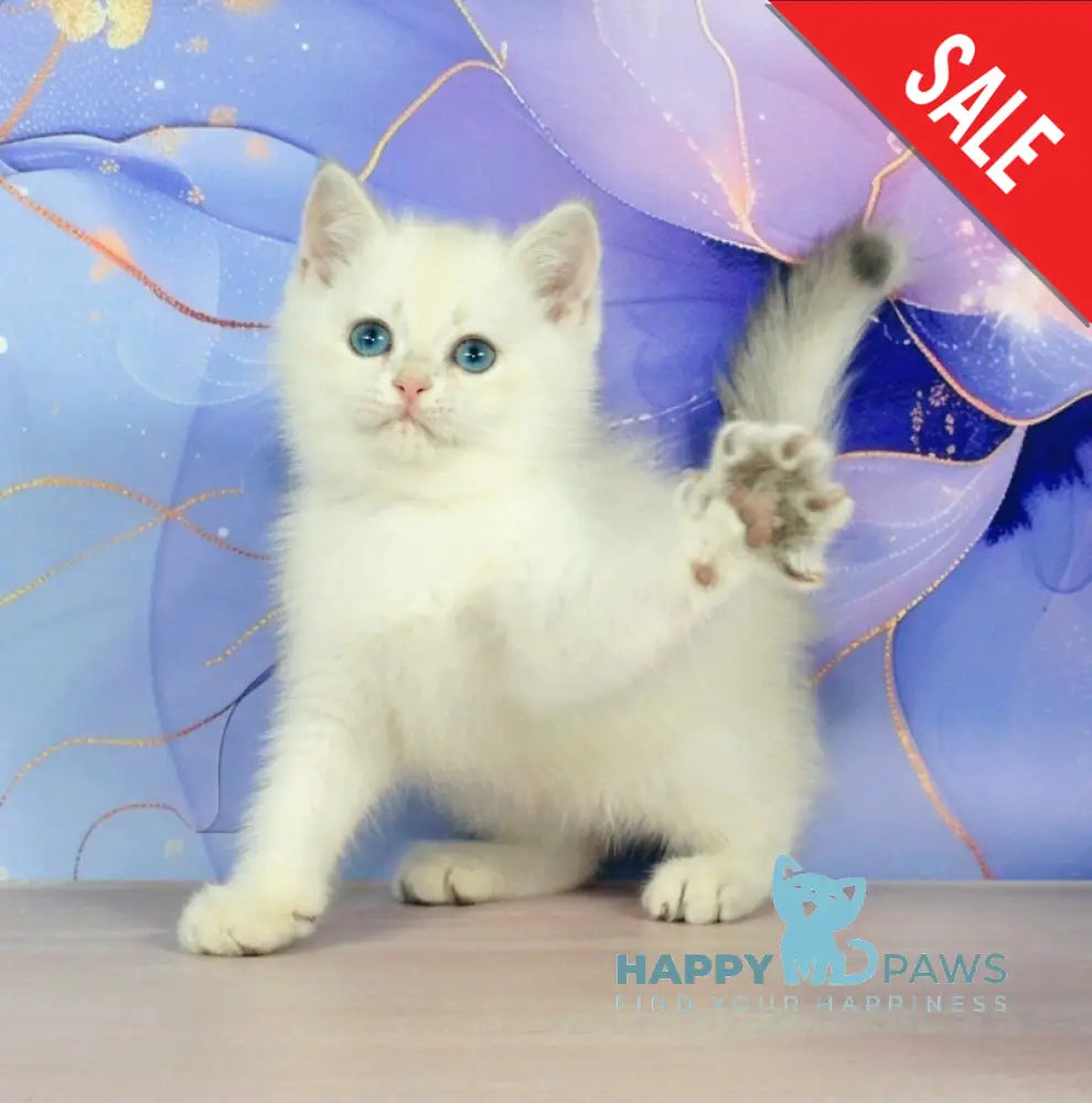 Quest British Shorthair male blue golden shaded pointed - live animals