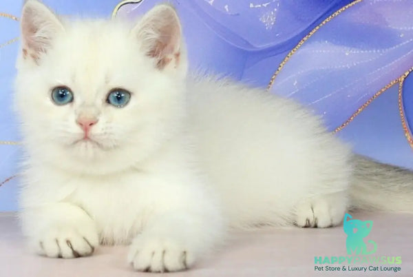 Quest British Shorthair male blue golden shaded pointed - live animals