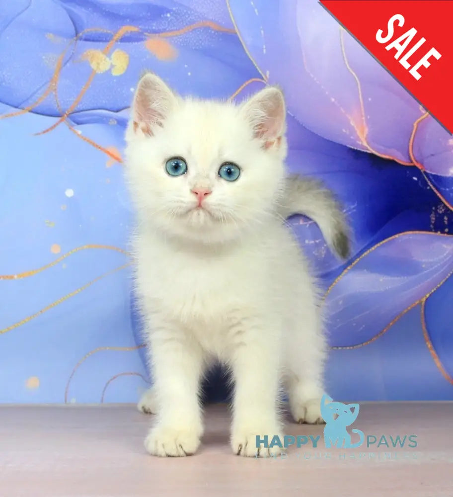 Quest British Shorthair male blue golden shaded pointed - live animals