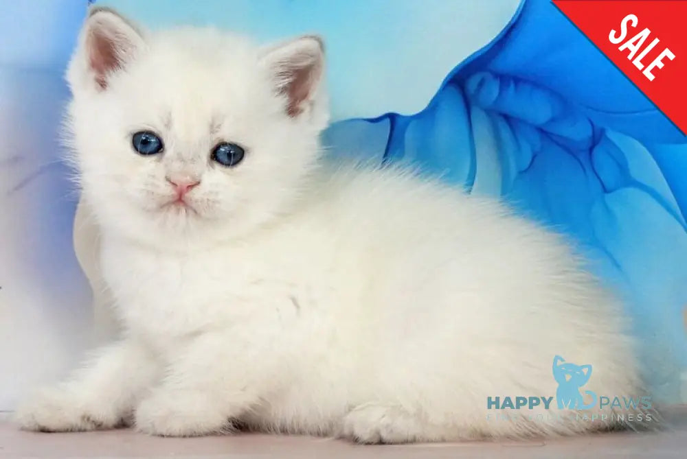 Quest British Shorthair male blue golden shaded pointed - live animals