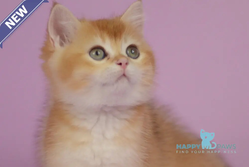 Quest British Shorthair male chocolate golden chinchilla live animals