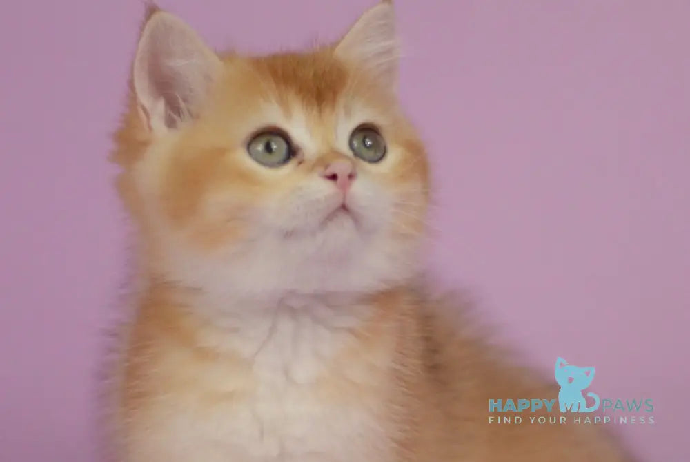 Quest British Shorthair male chocolate golden chinchilla live animals