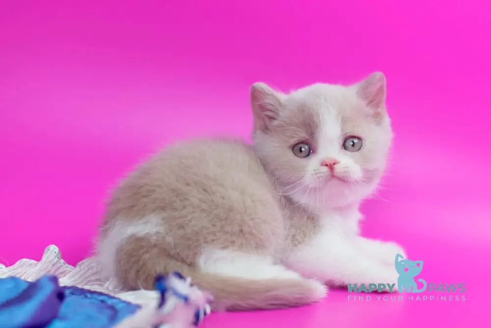 Quest British Shorthair male fawn bicolour live animals