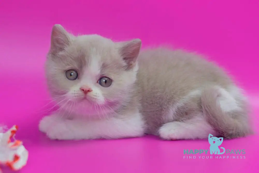 Quest British Shorthair male fawn bicolour live animals