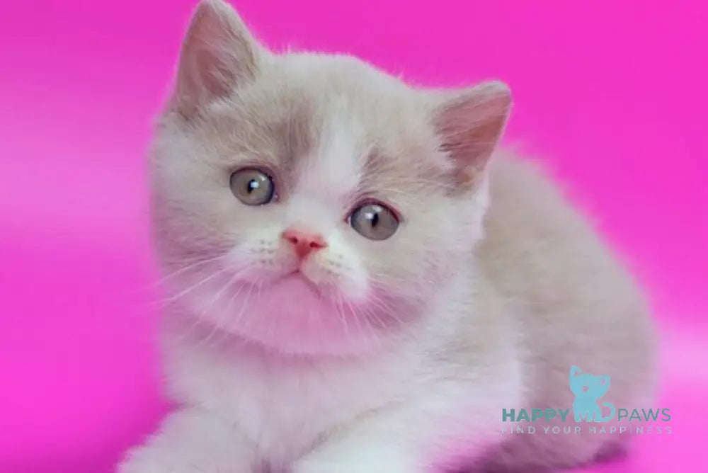 Quest British Shorthair male fawn bicolour live animals