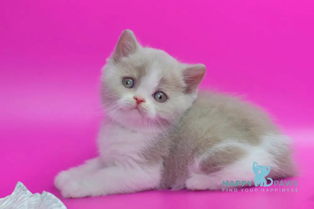 Quest British Shorthair male fawn bicolour live animals