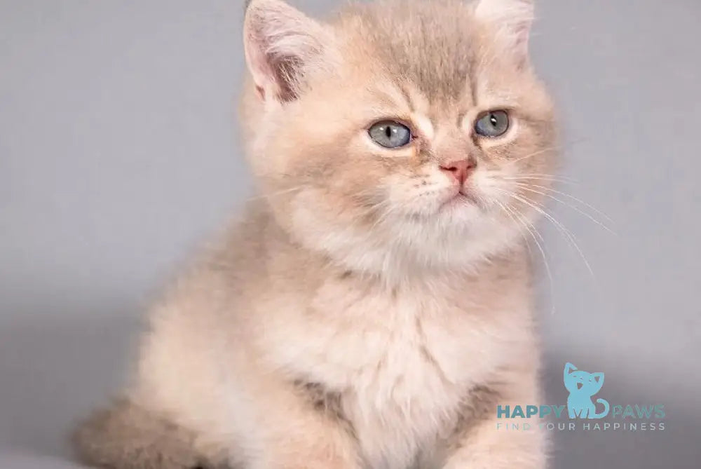 Quest British Shorthair male lilac golden shaded live animals