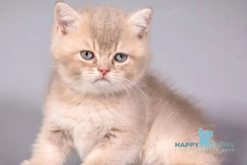 Quest British Shorthair male lilac golden shaded live animals