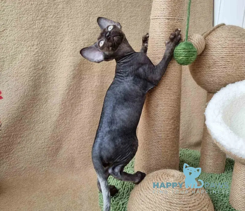 Quest Devon Rex male black live animals