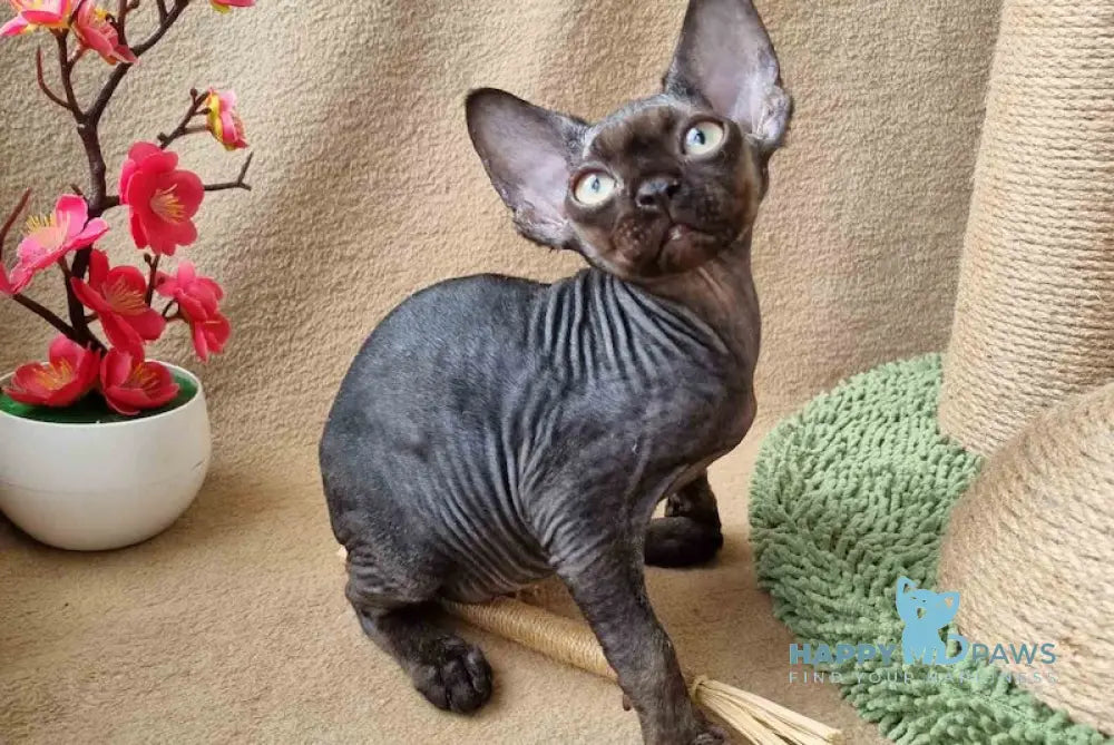 Quest Devon Rex male black live animals