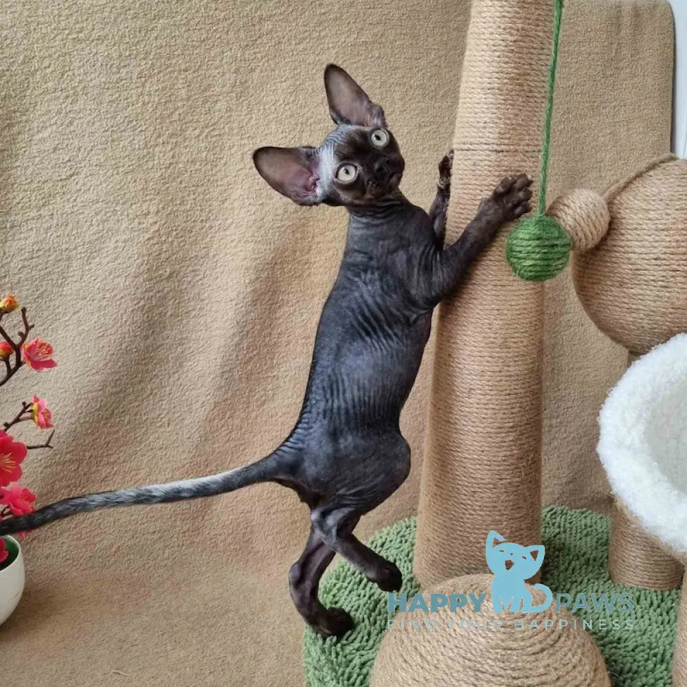 Quest Devon Rex male black live animals