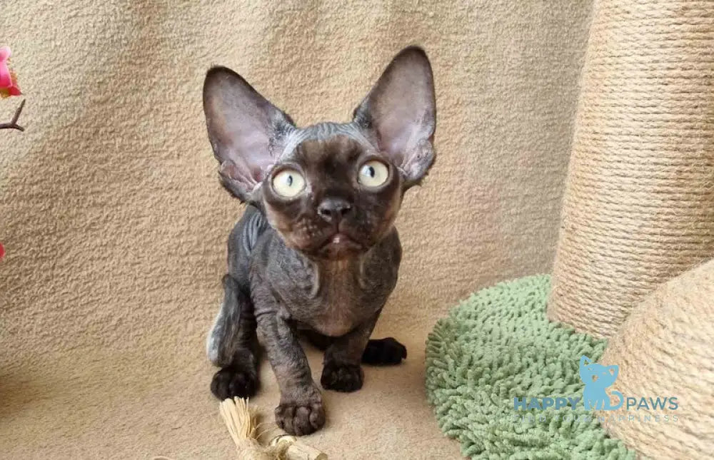 Quest Devon Rex male black live animals
