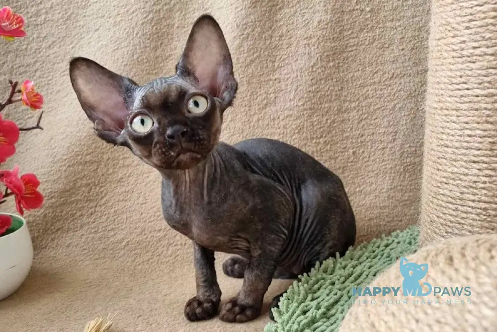 Quest Devon Rex male black live animals