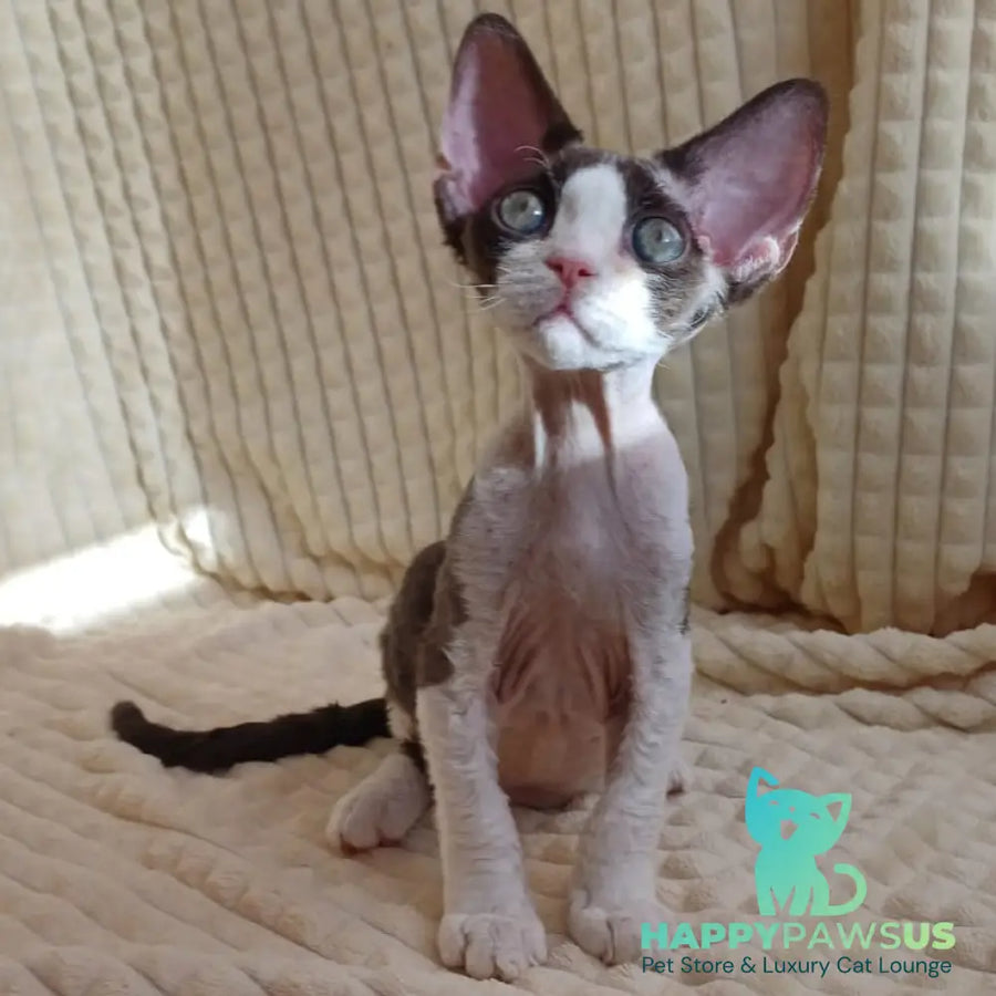 Quest Devon Rex male blue bicolour - live animals