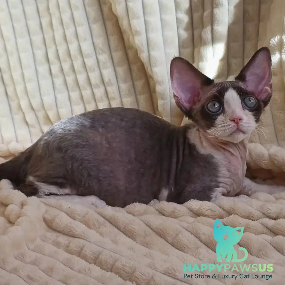 Quest Devon Rex male blue bicolour - live animals