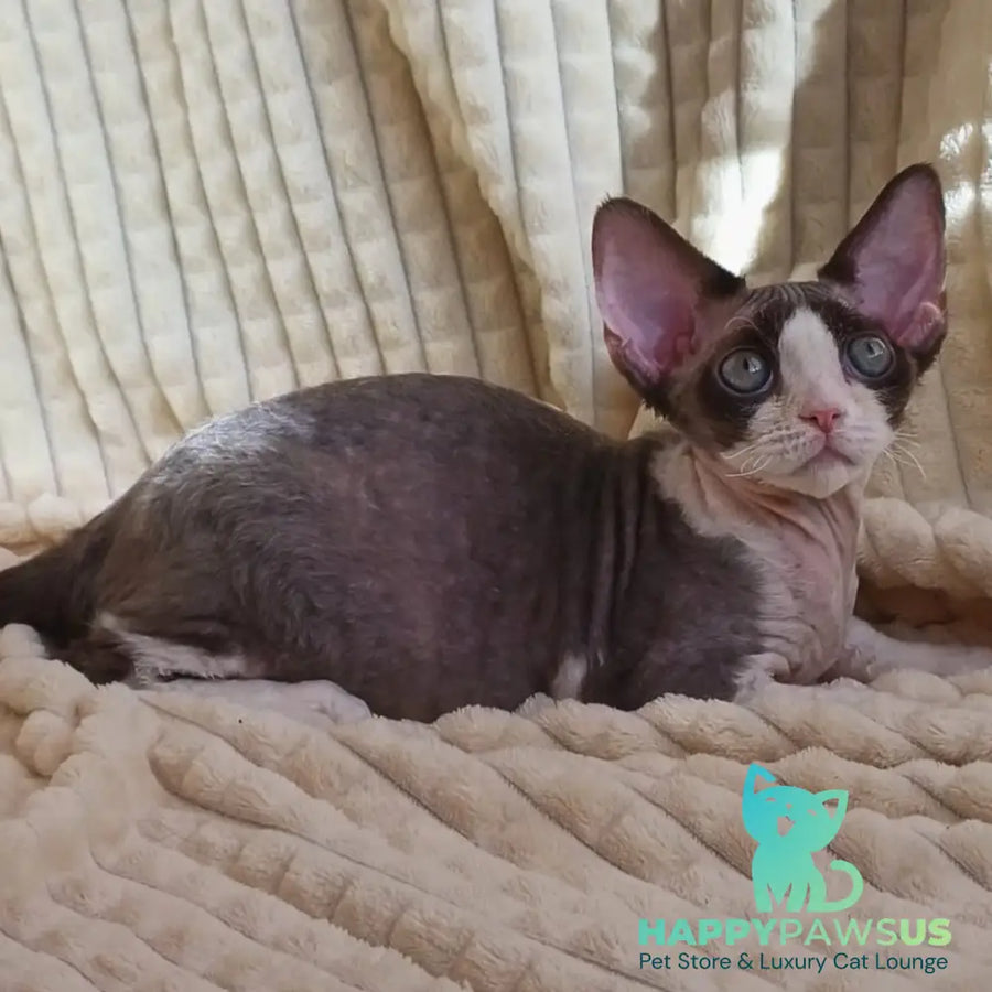 Quest Devon Rex male blue bicolour - live animals