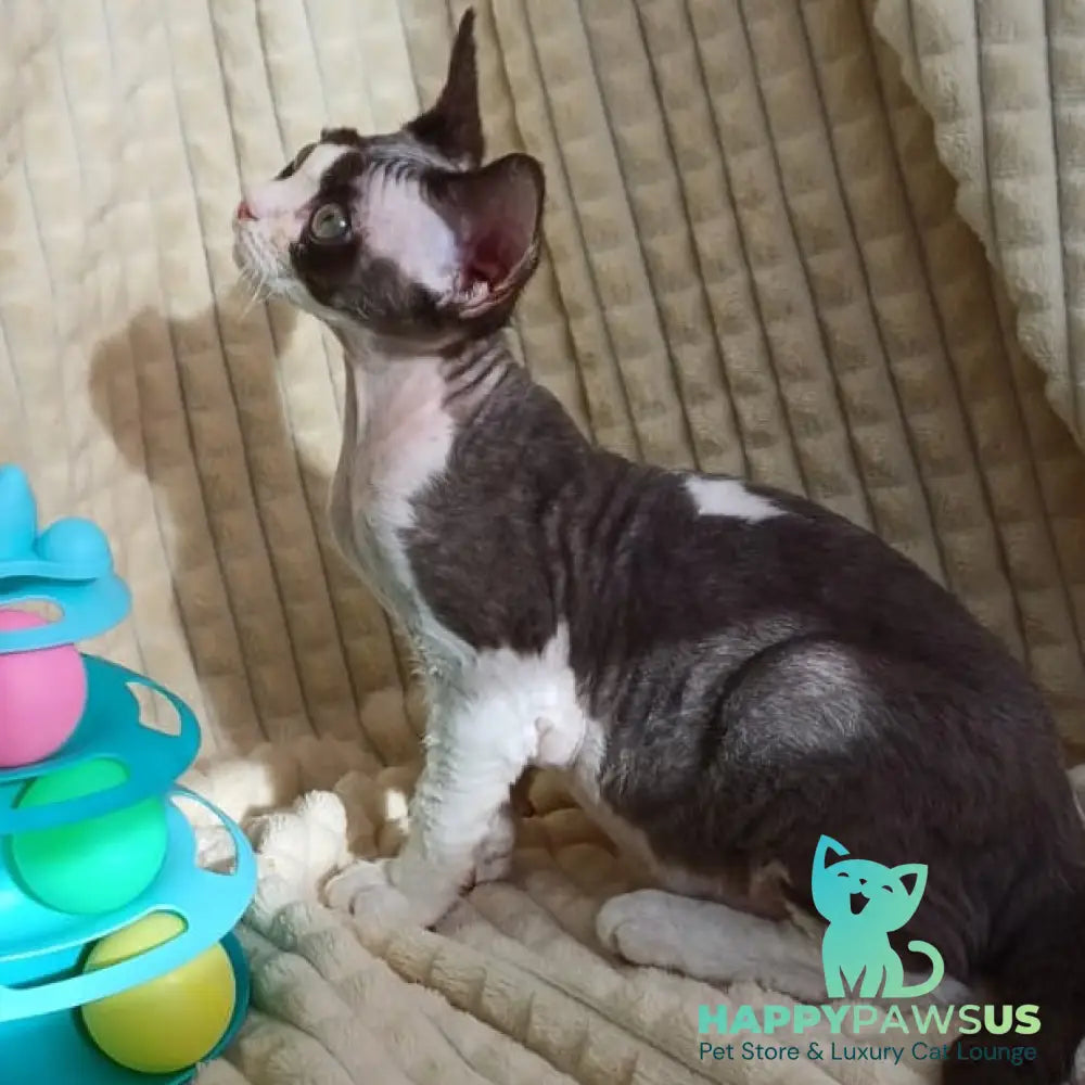 Quest Devon Rex male blue bicolour - live animals