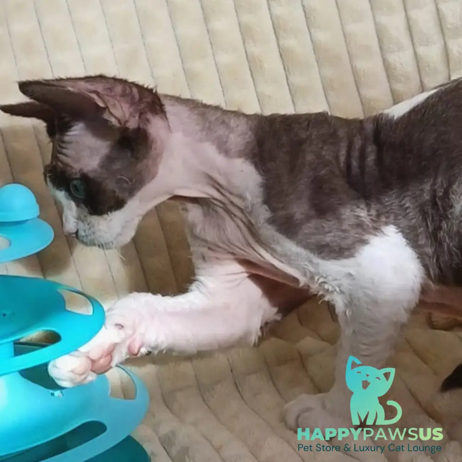 Quest Devon Rex male blue bicolour - live animals