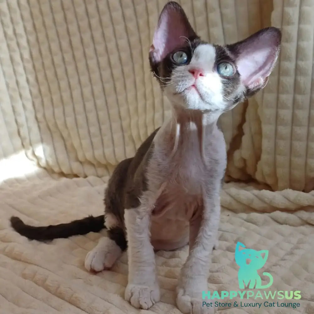 Quest Devon Rex male blue bicolour - live animals