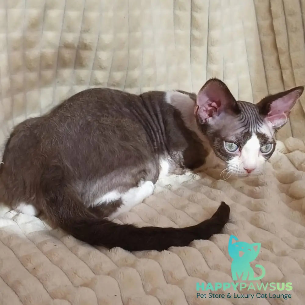 Quest Devon Rex male blue bicolour - live animals
