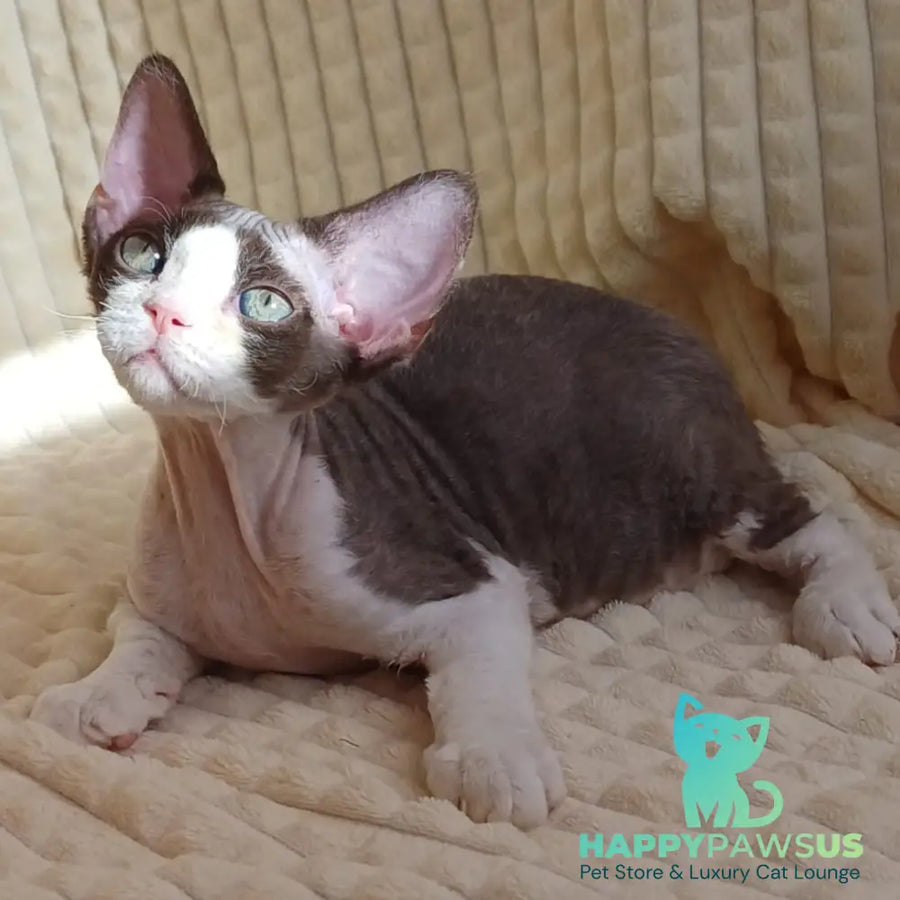 Quest Devon Rex male blue bicolour - live animals