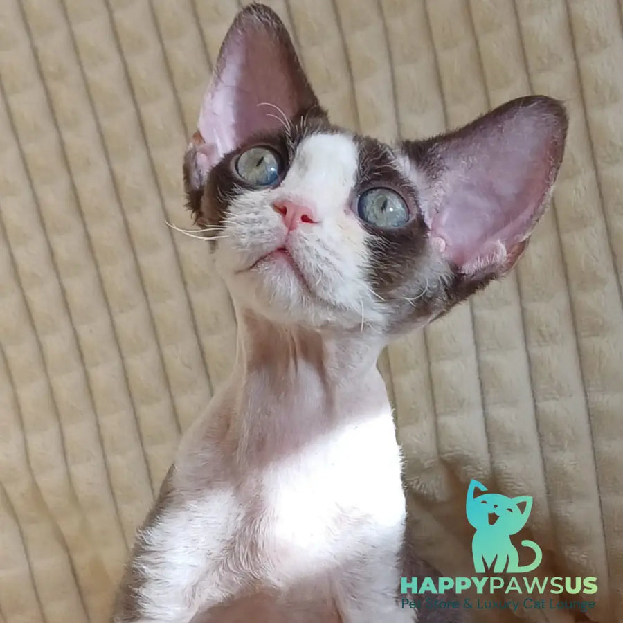 Quest Devon Rex male blue bicolour - live animals