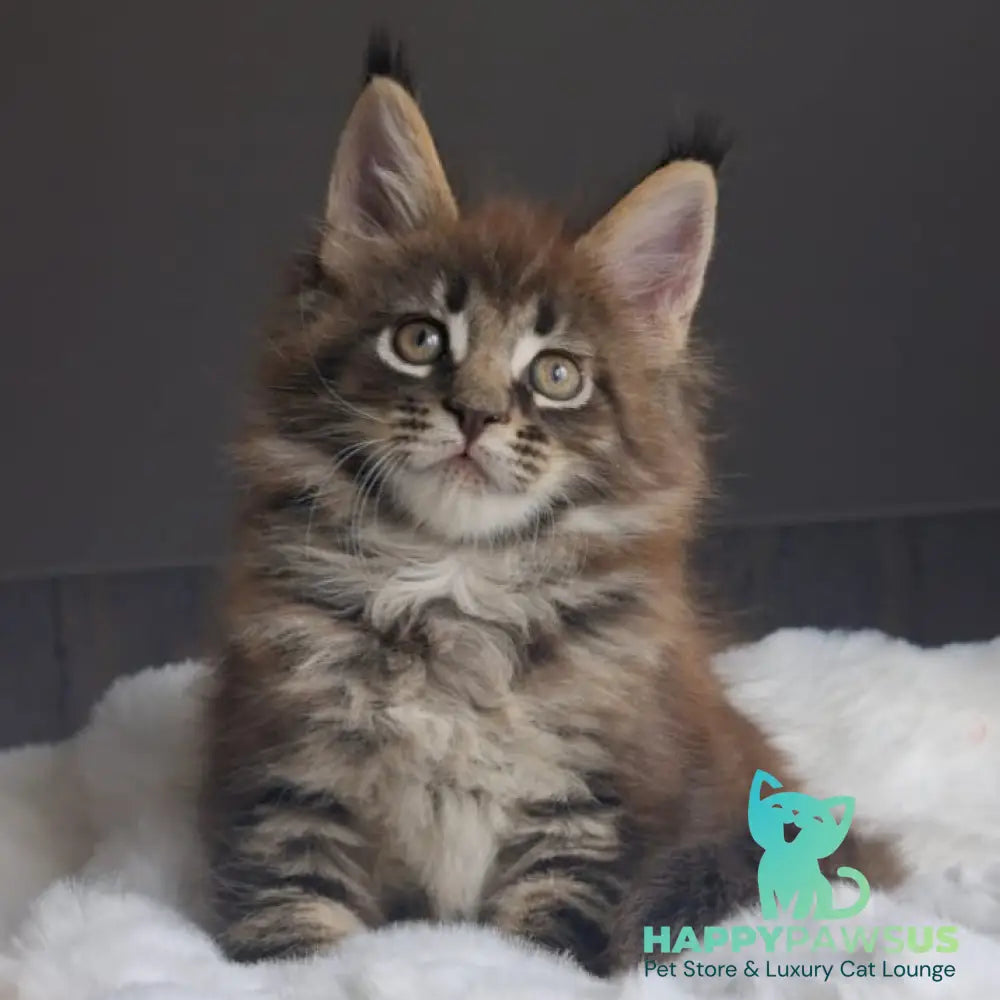Quest Maine Coon male black tabby - live animals