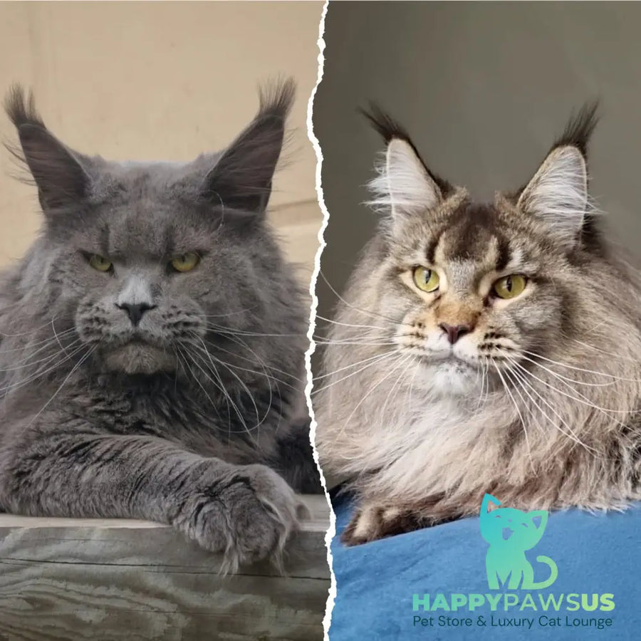 Quest Maine Coon male black tabby - live animals